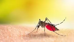 Capital da Alta Tecnologia registra em 70 dias, 5.526 casos de Dengue