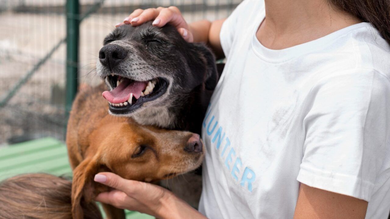 Vacine seus Pets no posto permanente Romeu Casale Filho