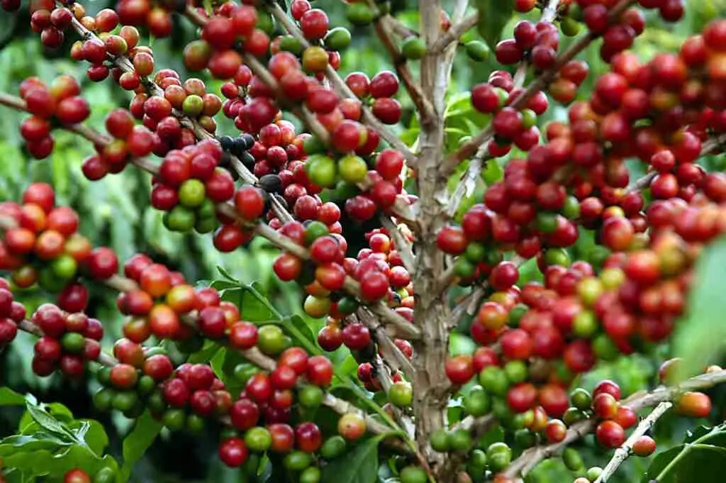 Café a peso de ouro