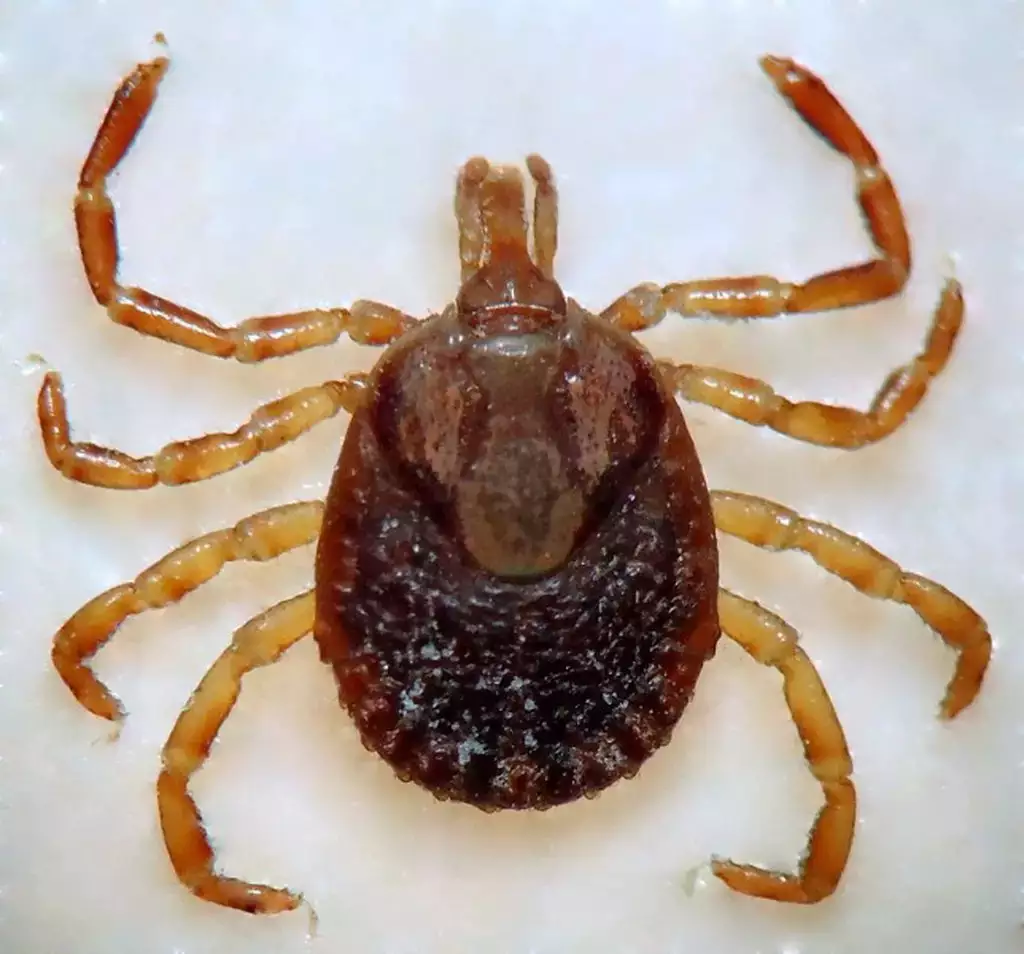 Doença do carrapato provoca mais duas mortes