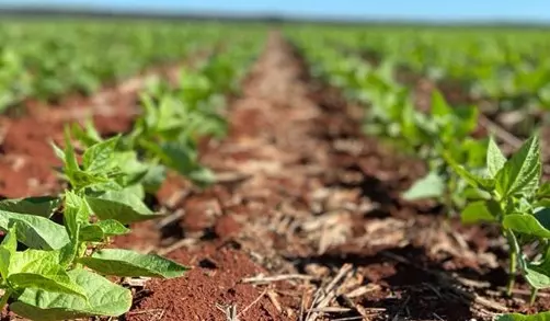 A cultura do feijão: guia do plantio a colheita A cultura do feijão: guia do plantio a colheita