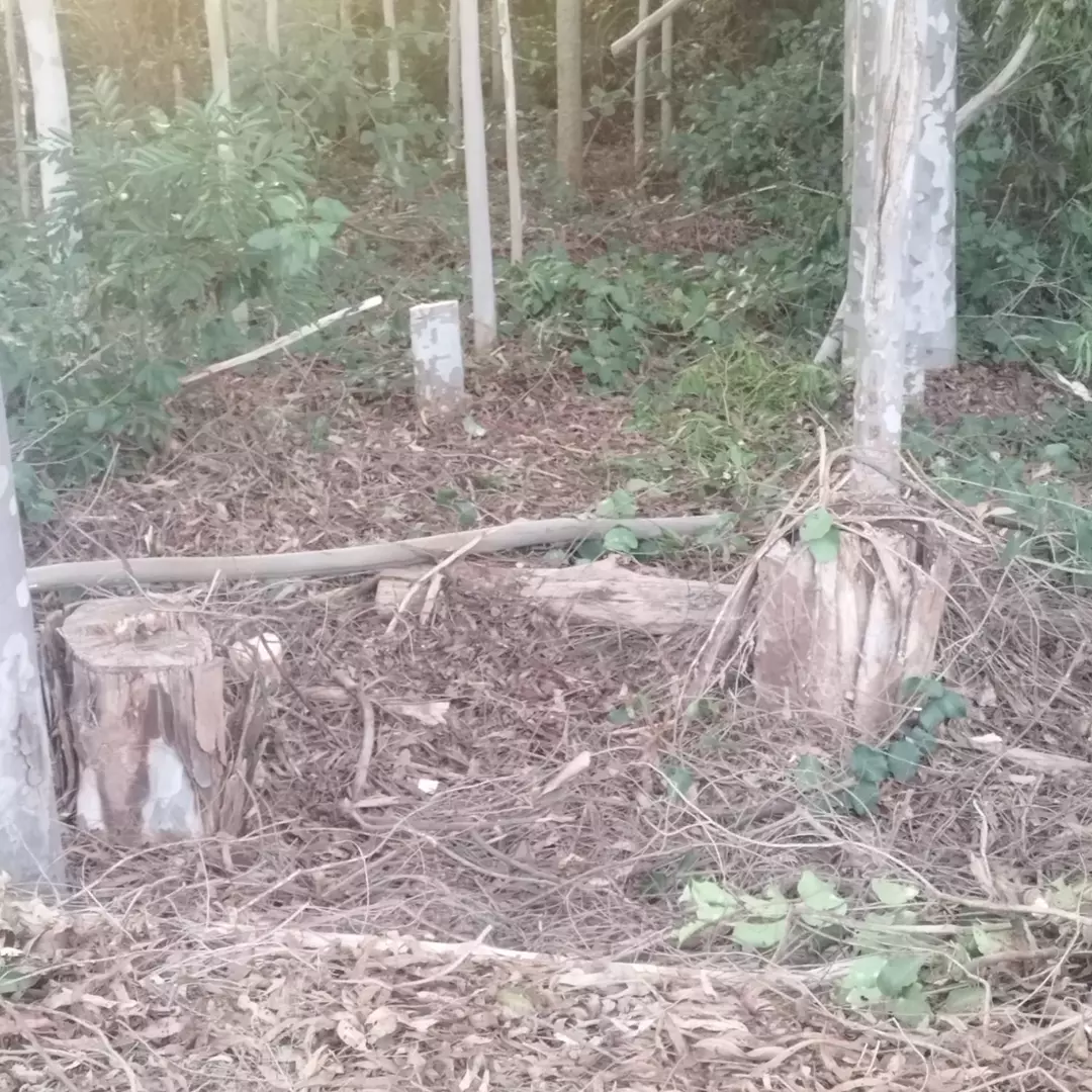 Mais de 80 árvores de eucalipto são furtadas em propriedade rural de Ivaté