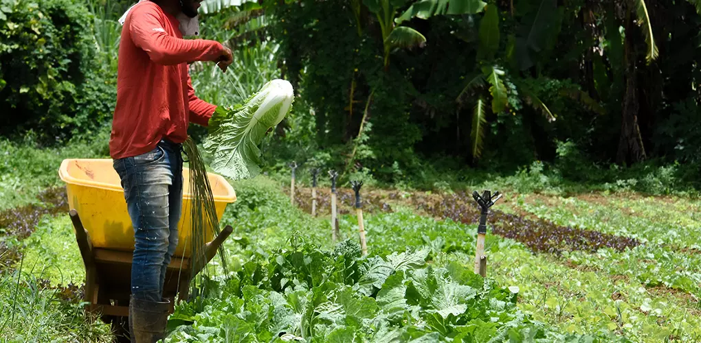 Compras públicas aumentam a renda de agricultores familiares em até 106% Compras públicas aumentam a renda de agricultores familiares em até 106%