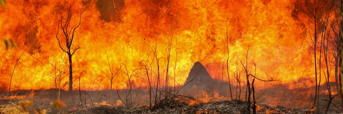 Brasil está abandonando suas promessas climáticas? Brasil está abandonando suas promessas climáticas?