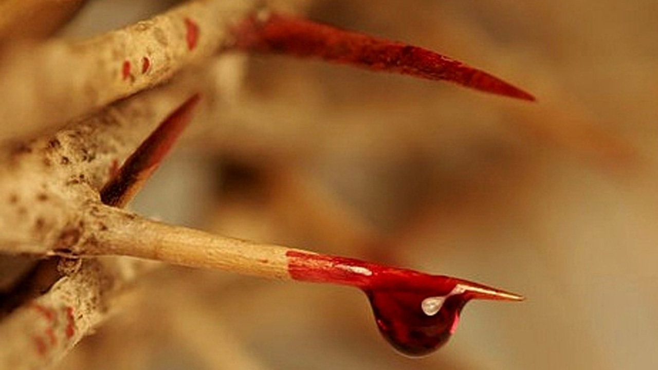 Preciosíssimo Sangue de Jesus, preço do nosso resgate Preciosíssimo Sangue de Jesus, preço do nosso resgate
