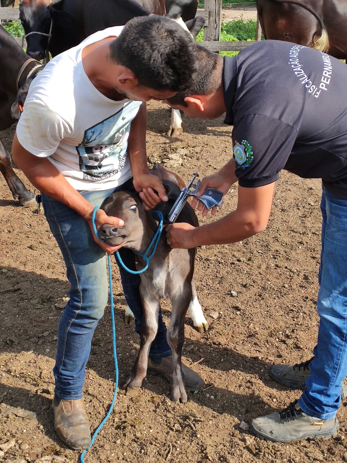 Bodocó: Sexto caso de raiva bovina é confirmado na região do Araripe
