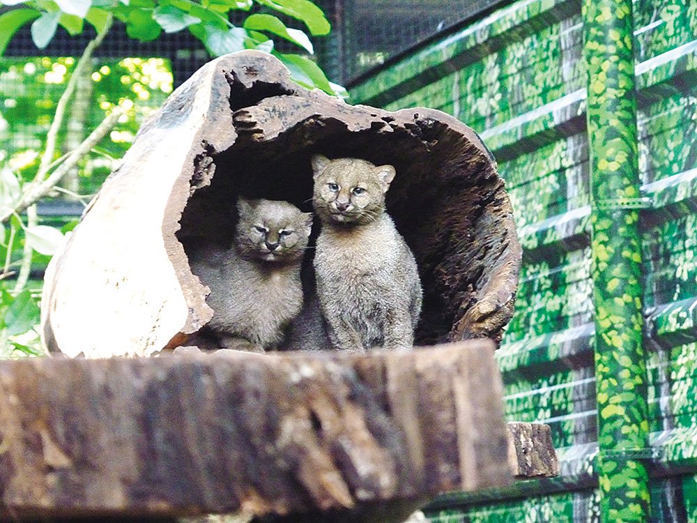 Güira oga - Refugio de animales salvajes