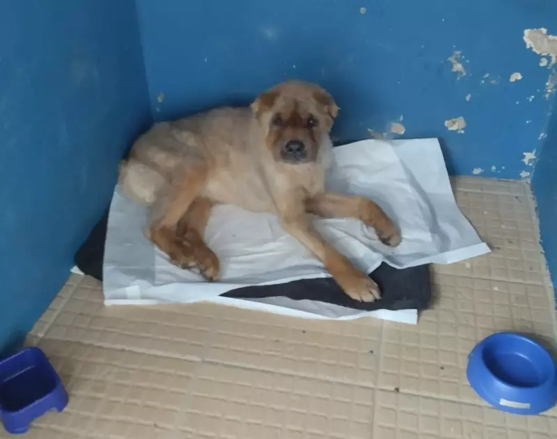GCM resgata cão debilitado no meio da rua