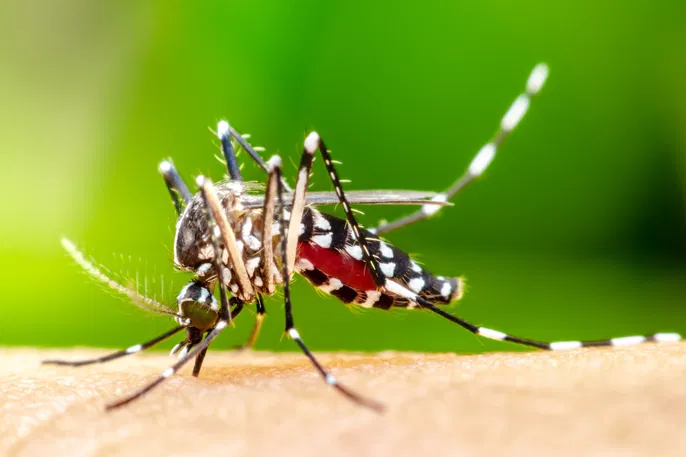 Homem de 91 anos é a primeira vítima de dengue em 2025