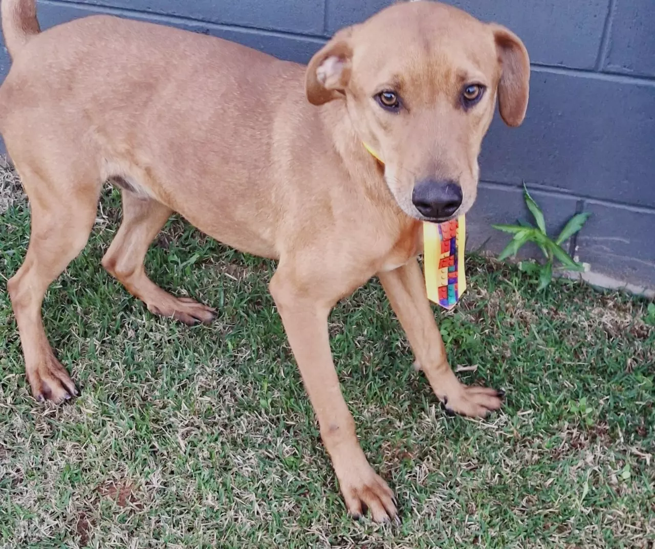 Feira de Adoção de Animais será realizada na Lagoa do Taquaral