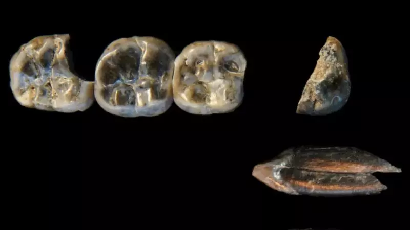 Descoberto dentes datados de aproximadamente 2,6 milhões de anos