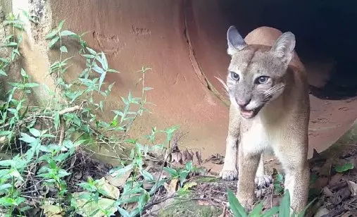 Onça-parda é nova mascote da Mata de Santa Genebra
