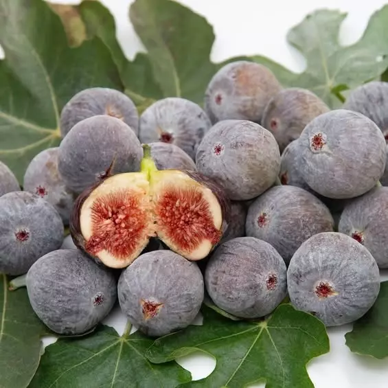 Cidade projeta safra 2025-2026 em 2,5 milhões de caixas de figo roxo
