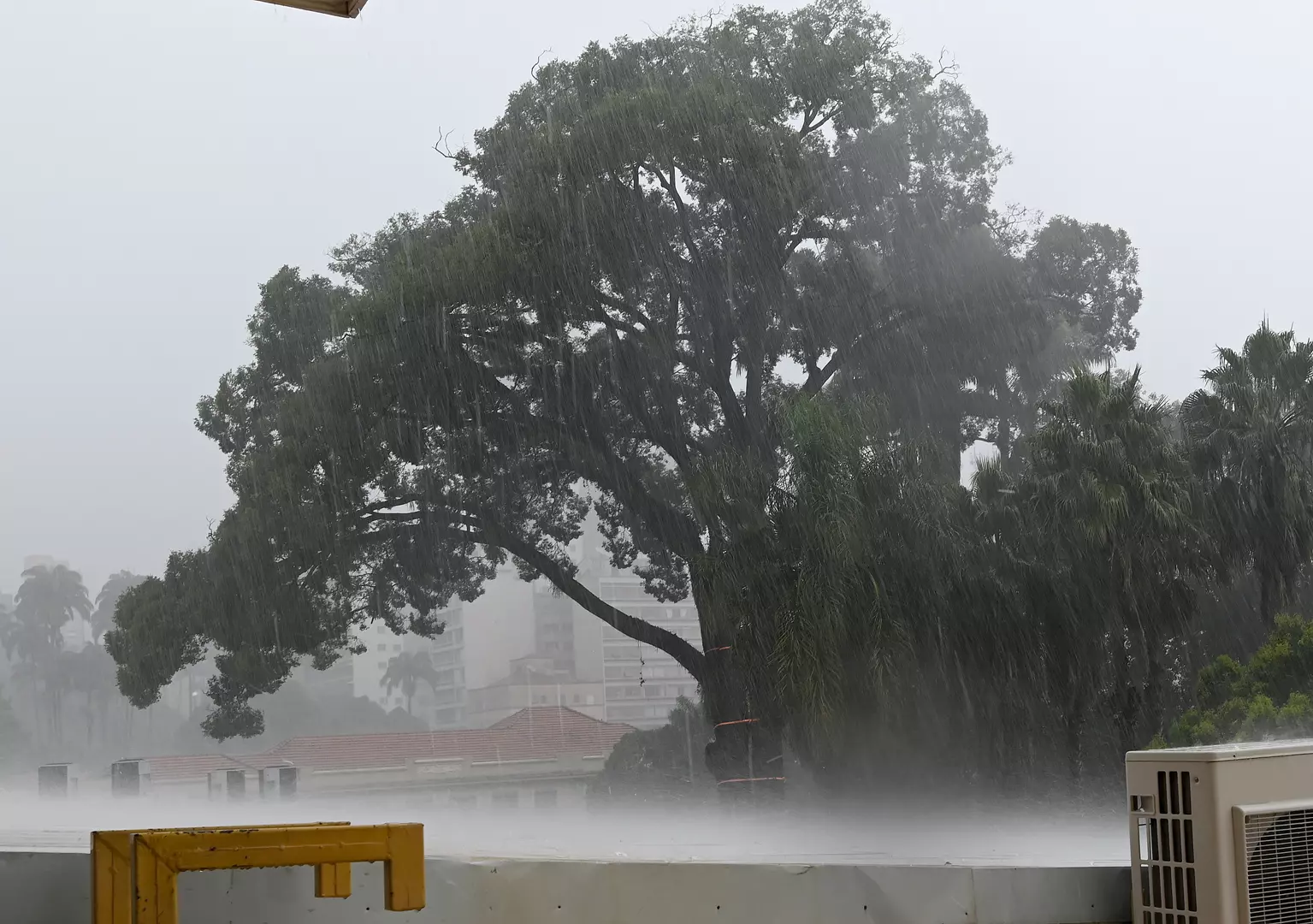Temporal: Equipes trabalham na recolha de árvores