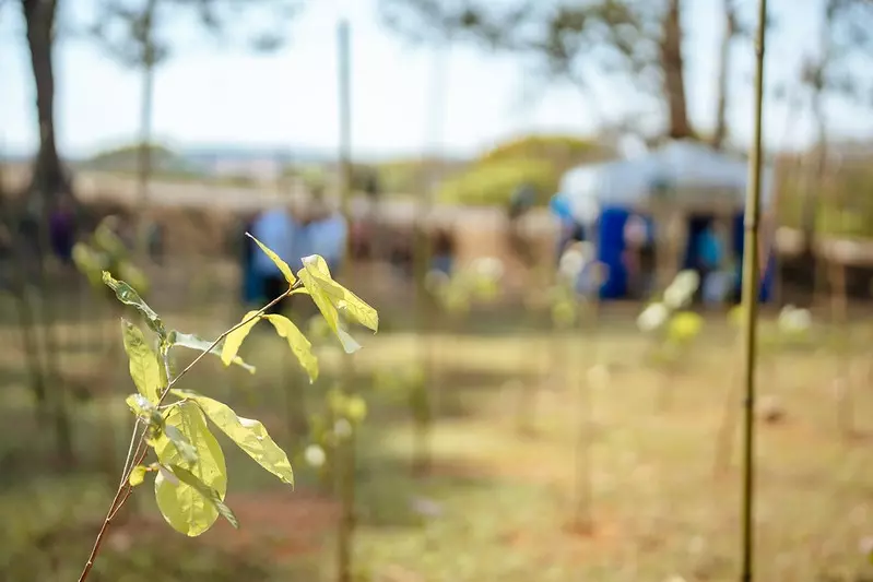 Festa do Figo e Pq. Municipal serão homenageados com 4ª microfloresta urbana