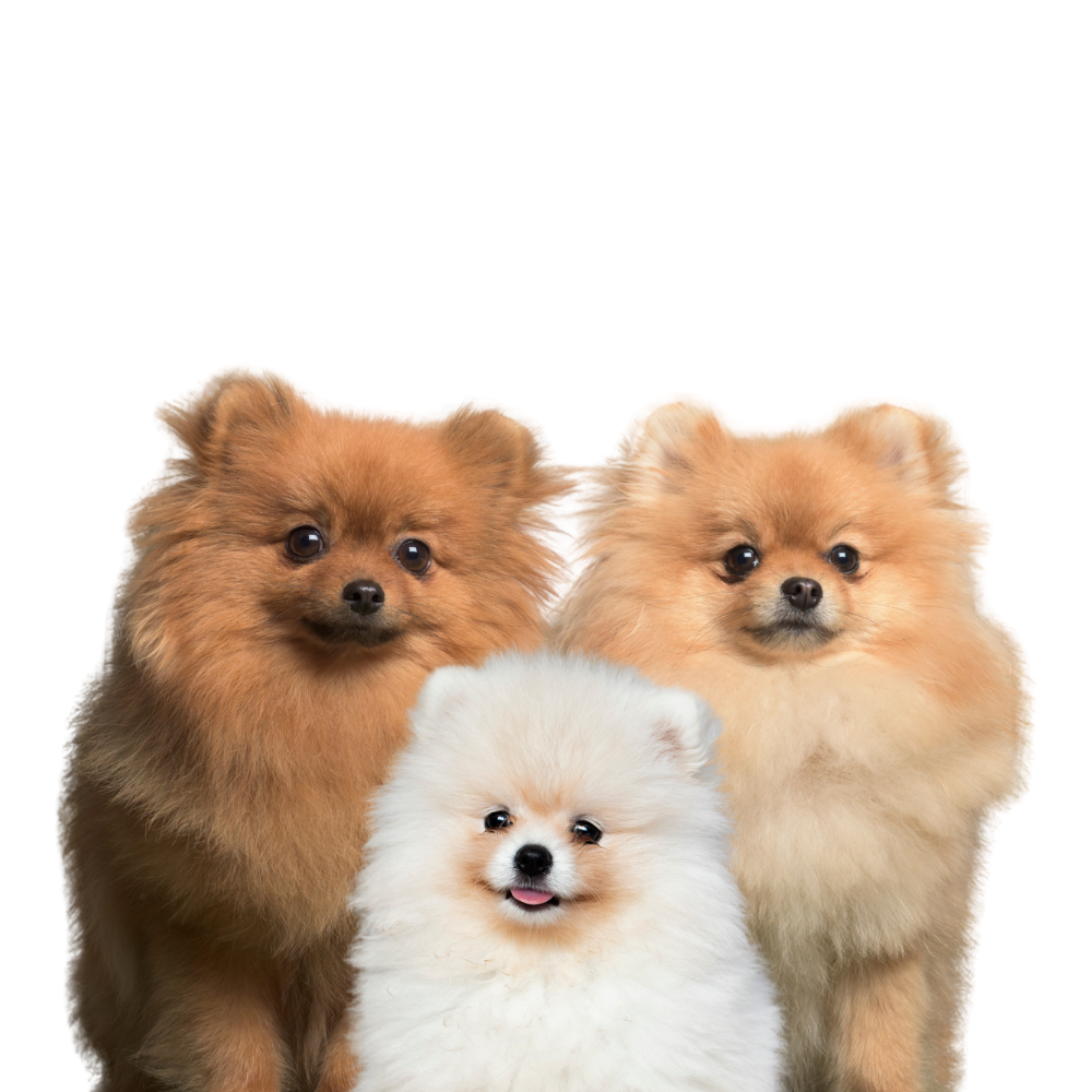 imagemInicial