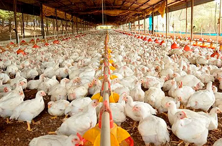 Confira a localização dos sete casos suspeitos de gripe aviária.