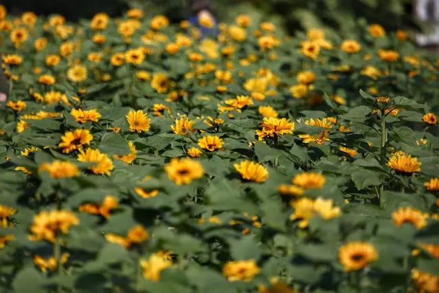 Aumento das 'ites' na estação das flores: dicas para aliviar os sintomas