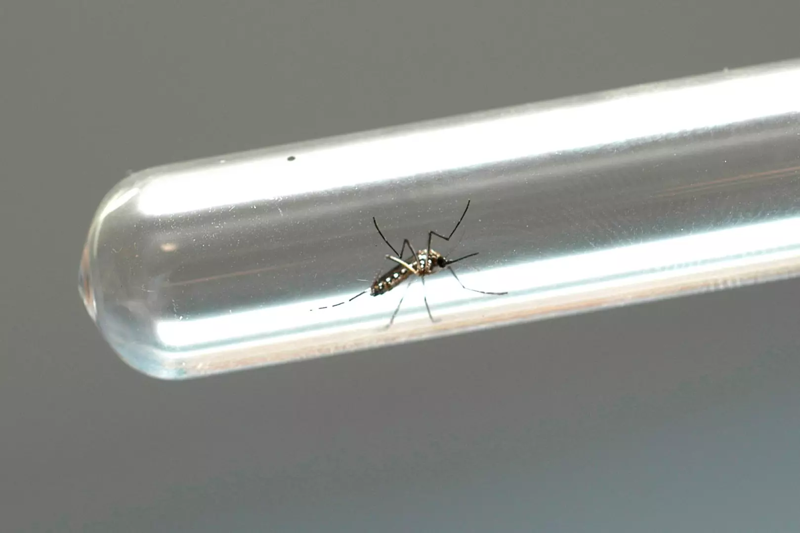 Casos de dengue caem 93,1% no Paraná em 2025; Estado recomenda cuidado constante