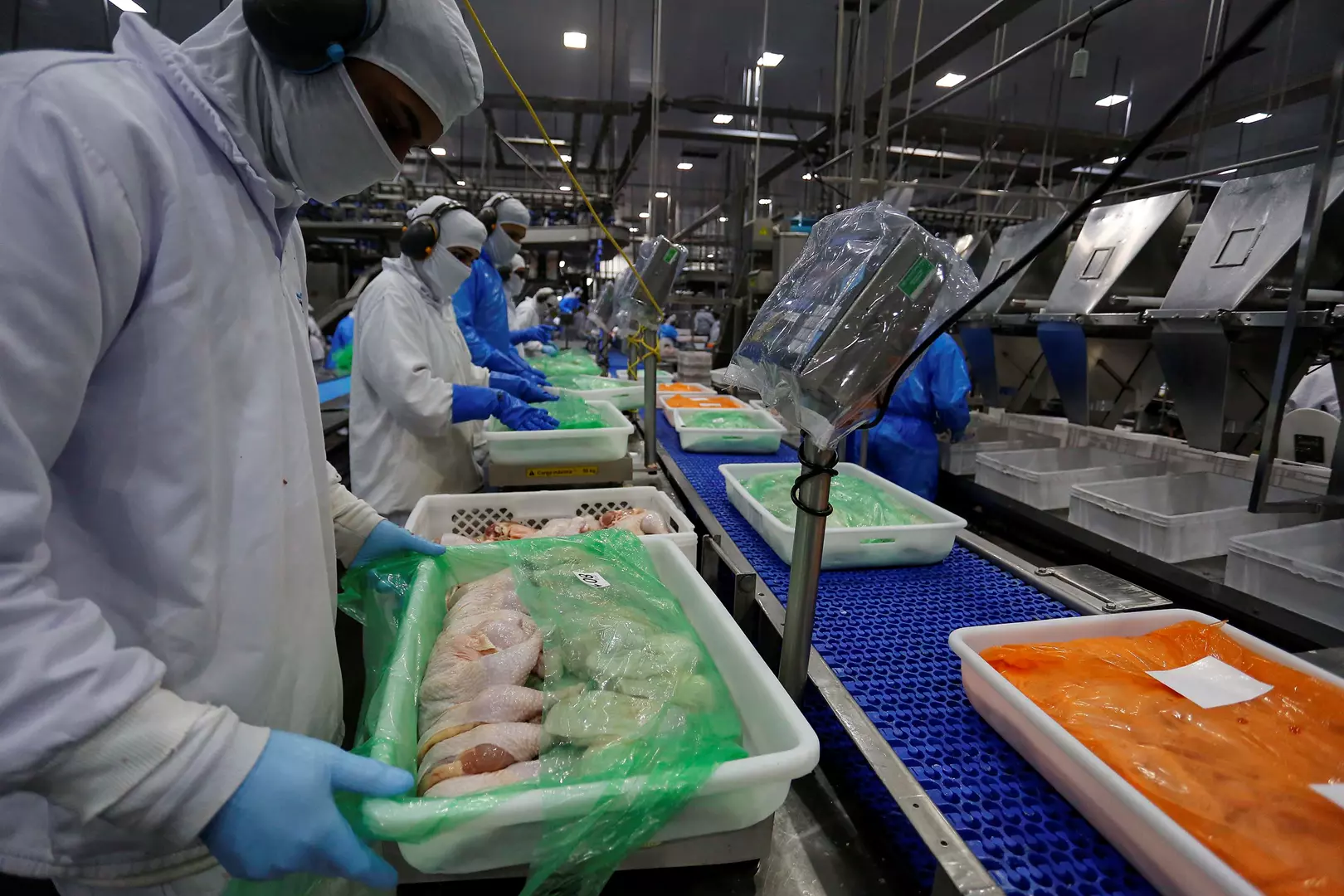 Paraná lidera crescimento absoluto na produção de frangos e suínos no Brasil