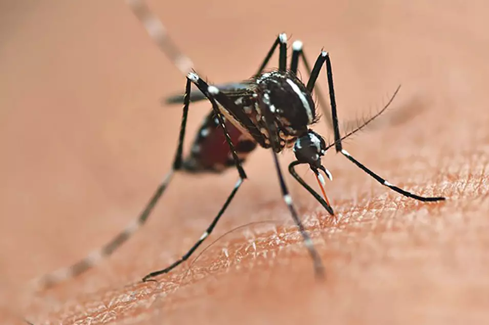 Vacinação contra a dengue é ampliada para mais 102 municípios do Paraná.