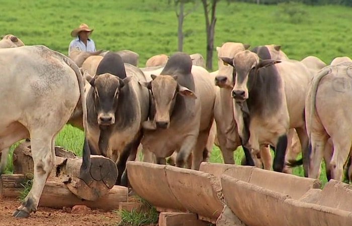 Novos dados apontam que o rebanho bovino de Mato Grosso já ultrapassou a marca de 34 milhões de animais