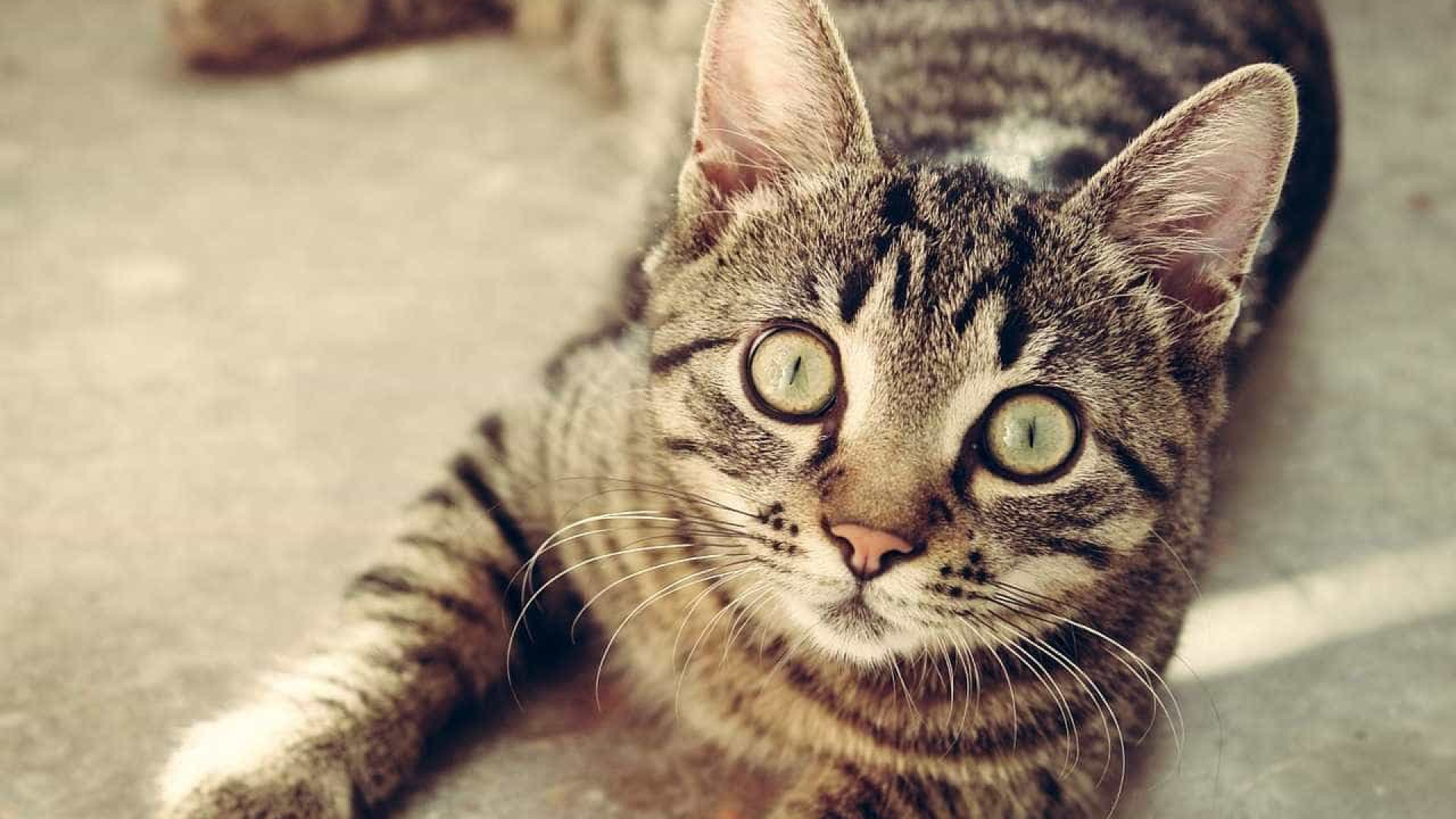 Doença transmitida por gatos está descontrolada, diz pesquisador