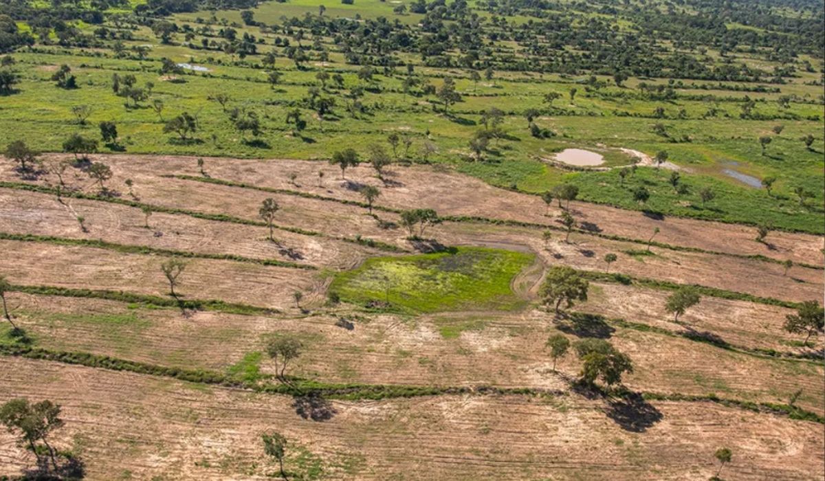 Seis municípios de MT compõem ranking dos 10 que mais desmataram na Amazônia Legal
