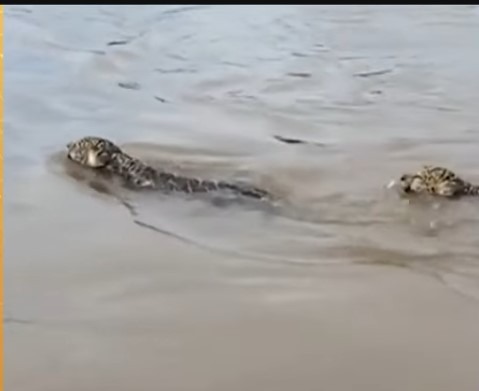 Ibama investiga pescadores por importunarem onças no Rio Araguaia VEJA VÍDEO