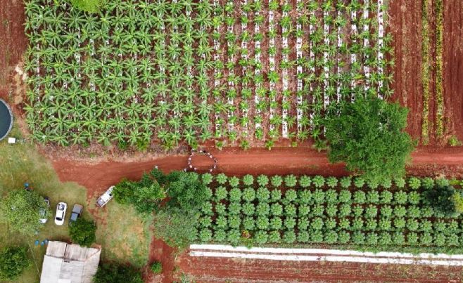 Agricultores familiares transformam áreas de pastagens improdutivas e degradadas em plantações de cacau e banana