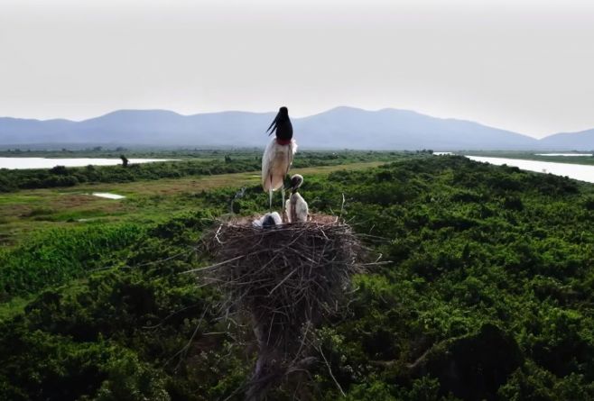 Pesquisadores da Unemat participam de filme de conscientização em prol do Pantanal