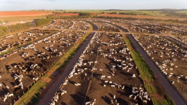 Estado lidera, mais uma vez, o confinamento bovino no Brasil