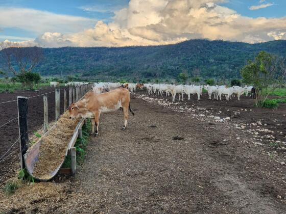 Com dívidas de R$ 126 mi, 'irmãos do agro' entram em recuperação