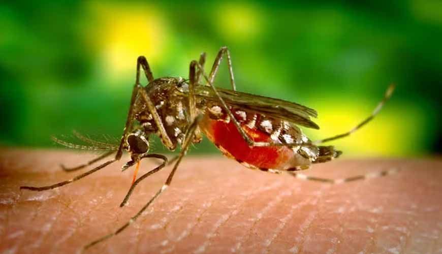 MT registra mais de 3 mil casos de dengue neste ano