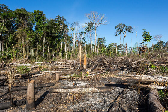 TJ condena produtor de MT por desmatamento da Amazônia