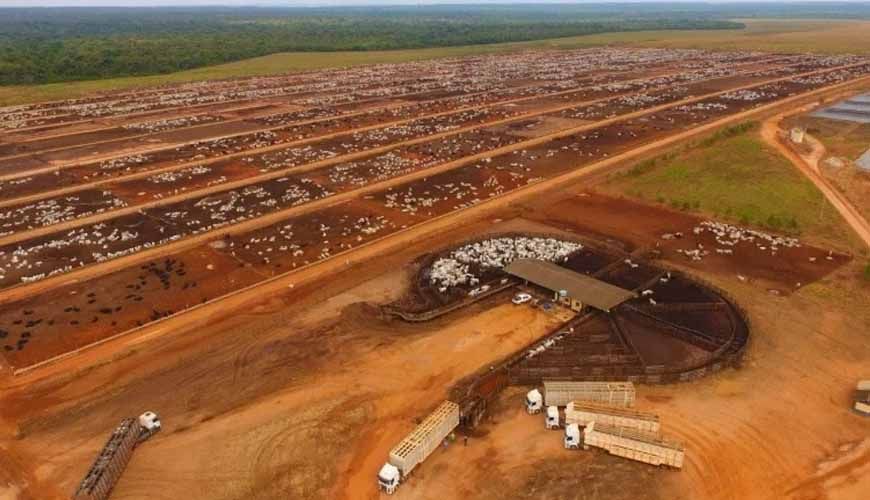 Gigante da pecuária em MT entra em recuperação judicial para quitar R$ 180 milhões em dívidas