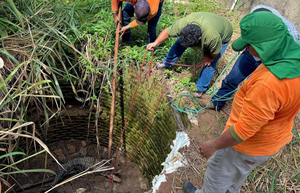 Equipe da Secretaria de Meio Ambiente resgata jacaré preso em poço na Avenida Araguaia