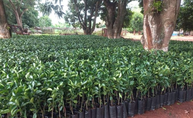 Governo de MT distribui 170 mil mudas cítricas para pequenos produtores de 47 municípios