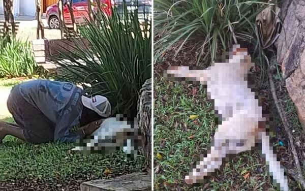 Cachorro é morto a tiros após latir para policial militar em GO