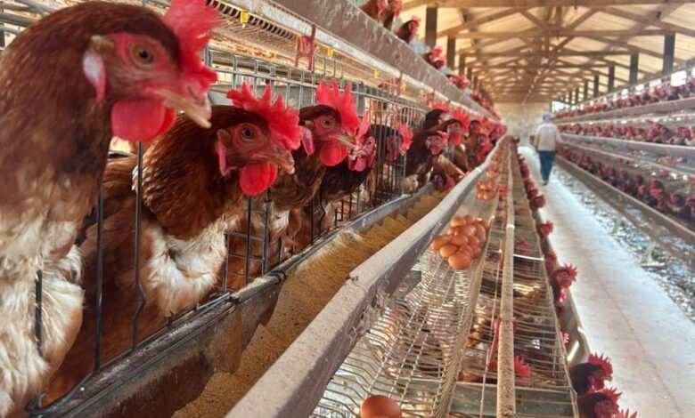 Mato Grosso intensifica protocolos para impedir entrada de gripe aviária no Estado