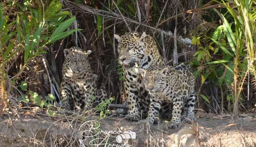 Onça-pintada arrasta boi em correnteza de rio em Pantanal de MT; vídeo