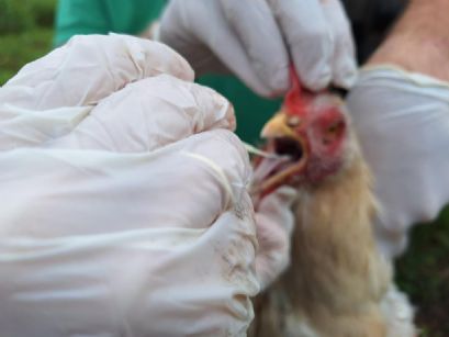 Indea adota medidas para conter circulação de gripe aviária em Campinápolis