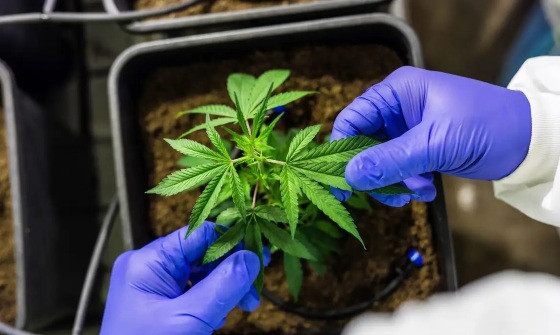 Justiça de MT autoriza cultivo da maconha para tratamento medicinal