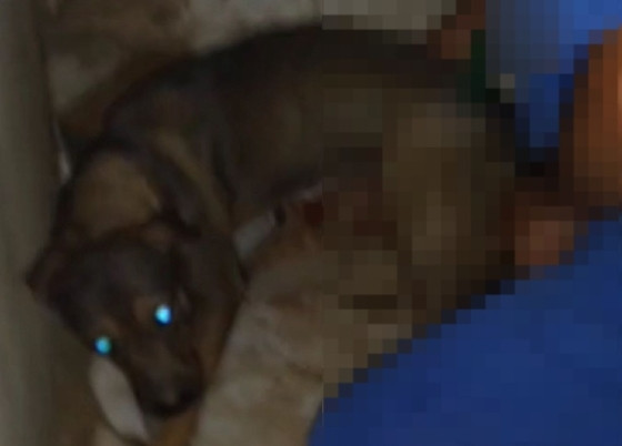 Homem é flagrado abusando de cadela em posto e caso gera revolta em MT
