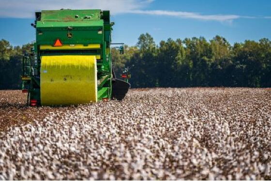 Mato Grosso colheu 92,23% da safra de algodão; número menor que o mesmo período em 2024