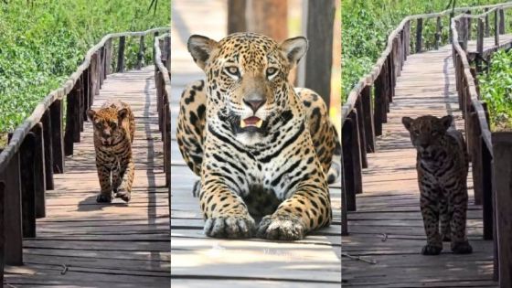Onça-pintada surpreende turistas em pousada no Pantanal