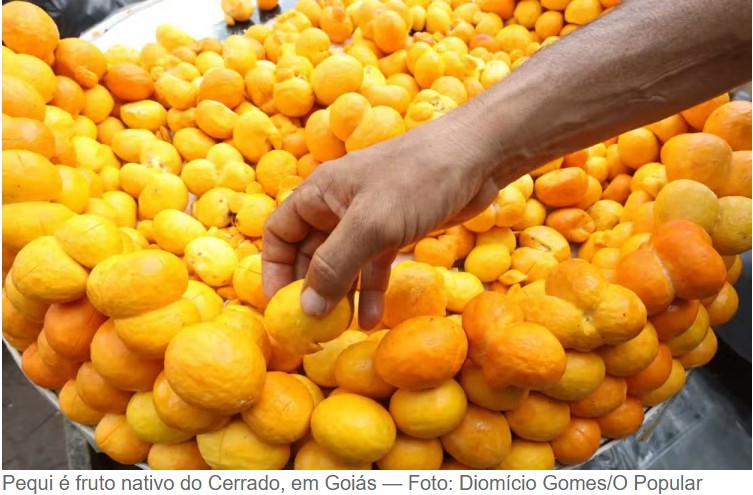 Pequi pode ajudar no tratamento de doenças nos rins e reduzir colesterol, apontam estudos