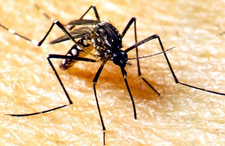 Semana D contra dengue em Mato Grosso será de 18 a 30 de março