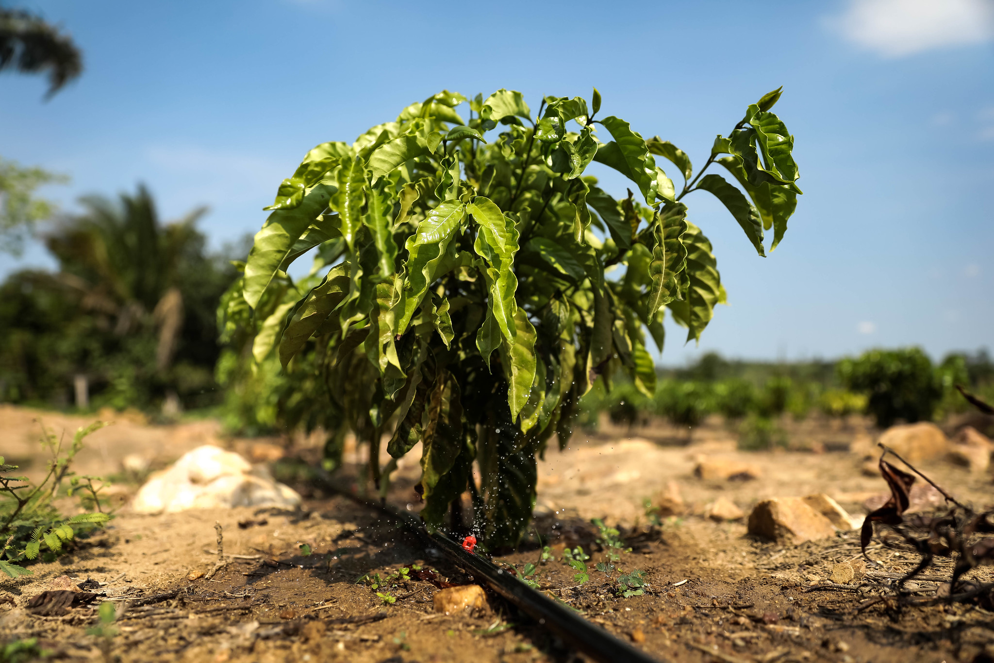 Sistema de irrigação custeado pelo Governo de MT garante produção de café em Colniza
