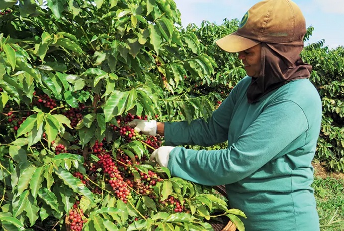 Espírito Santo quer reduzir ICMS do café conilon para aumentar competitividade
